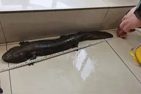 河边惊现娃娃鱼，现已妥善安置图片