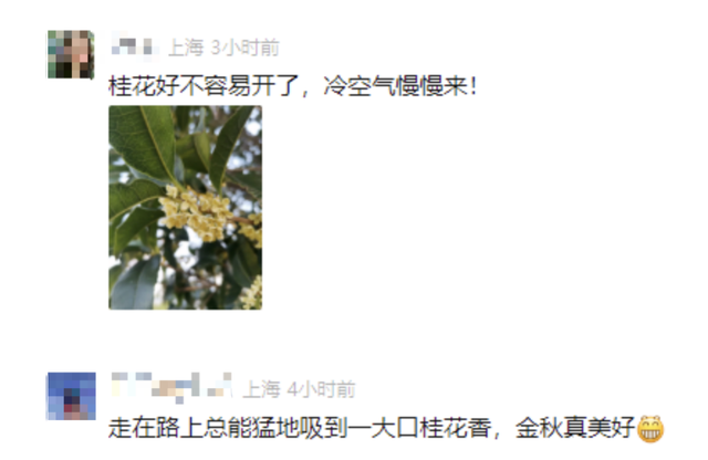 最新资讯-留意！上海冷空气顿时到！陌头这一幕市民直呼惊奇↗(4)