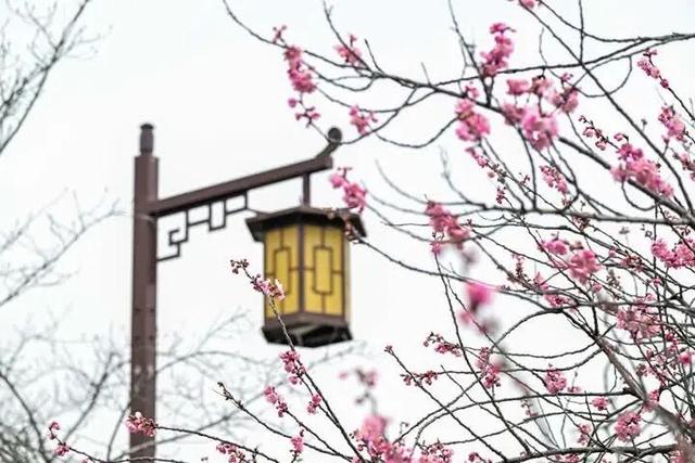 扬州樱花大道早樱初绽