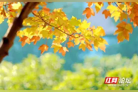 开学季，一起来常德追寻名篇《秋词》背后的故事图片