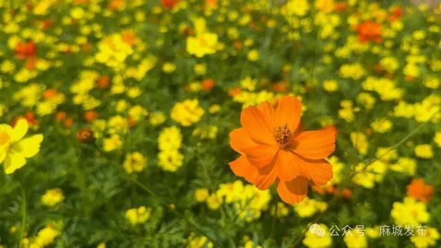 金秋焕彩迎客来！孝感乡文化园花海盛放，邀您寻根“老家麻城”