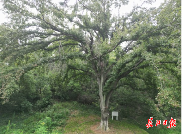 一路可赏多棵百岁古树，武汉推荐6条古树特色游线