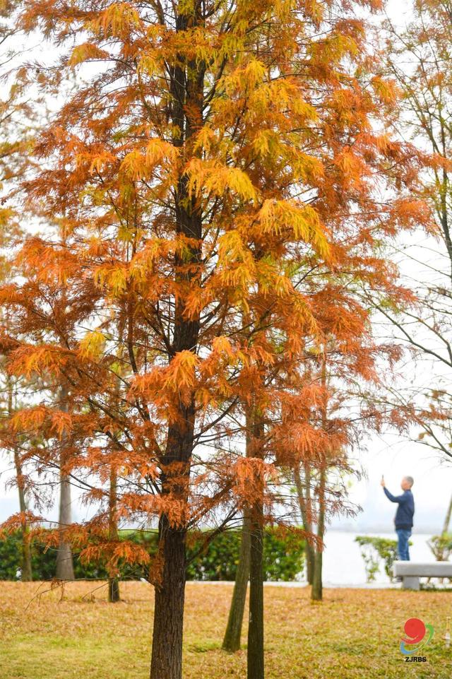 速报！湛江这些地方的杉树进入观赏期，错过等一年！