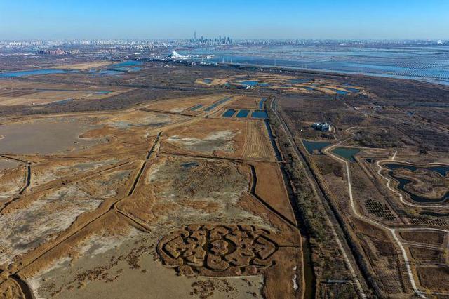 芦苇绘景 候鸟翩跹 官港森林公园初冬生态画卷灵动迷人