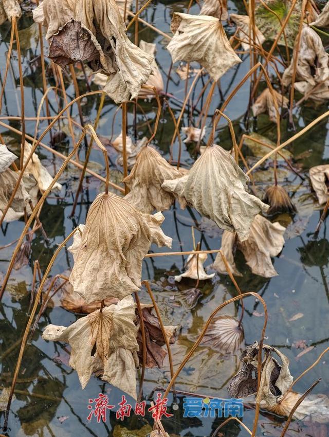 立冬时节，明湖残荷别样美