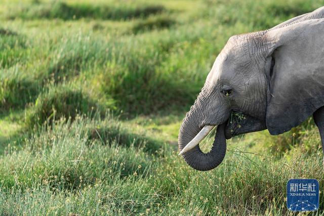 探访肯尼亚安博塞利国家公园