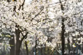 赏樱时间延至晚上10点 东湖樱花园开启夜游“加长版”图片