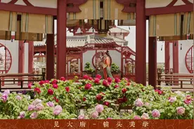《国色芳华》热播带动牡丹热销、文旅热潮图片