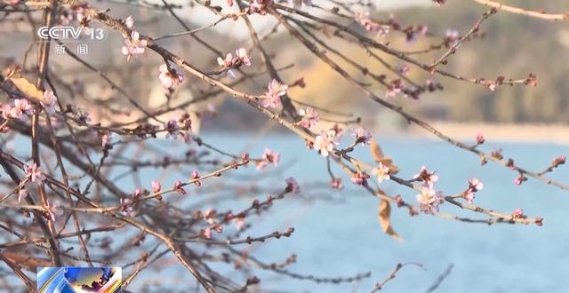 北京多处花卉提前绽放，带来冬日赏花奇妙体验