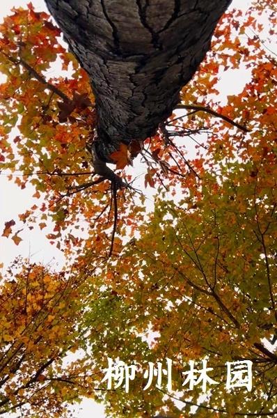 柳州市鹧鸪江桥南休闲绿地迎来最佳观赏期