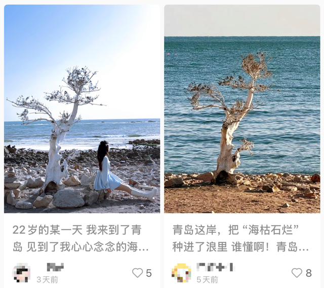 青岛海边又一棵“树”走红，游客市民排队打卡！