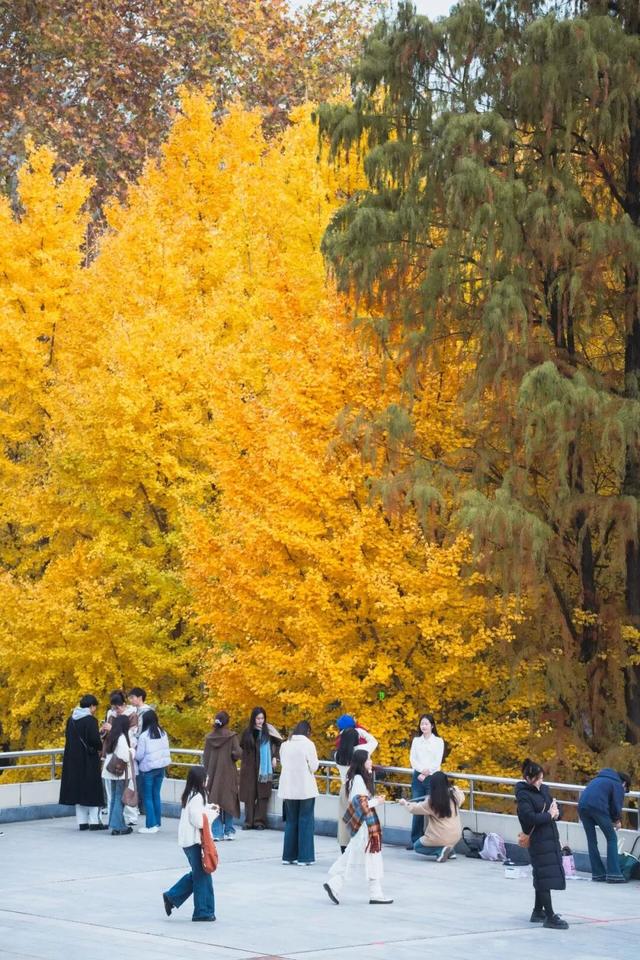 最好的秋天，在华师！