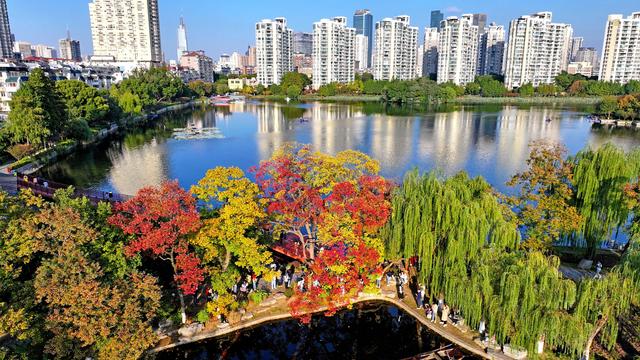 南京莫愁湖“网红”乌桕，层层叠叠的斑斓把秋意拉满