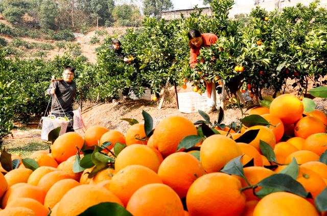 这个周末，来赣州摘脐橙！