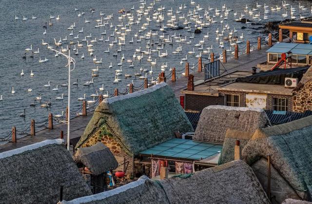 荣成：天鹅村畔天鹅舞