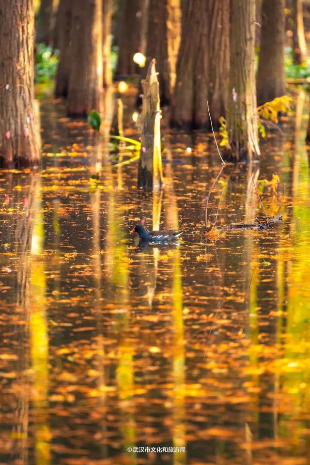 武汉这片杉树林，喀纳斯啊你！