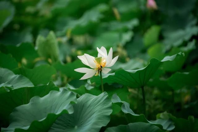 “荷”尔蒙爆表，这夏可好了！