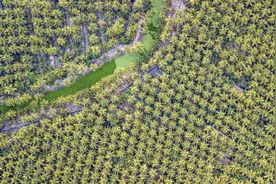 泰国椰香飘入进博会图片