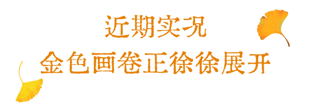 洛阳这个宝藏去处，秋天必打卡！