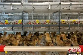 肉鸡住上恒温“楼房” 新疆博乐智能化养殖“养”出致富路图片