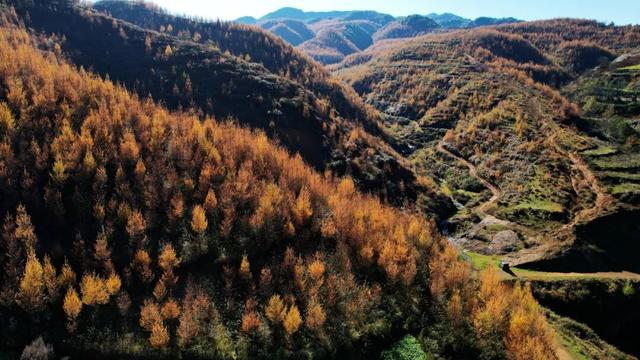 朱提文苑 | 龙树深秋里，山岭铺鎏金