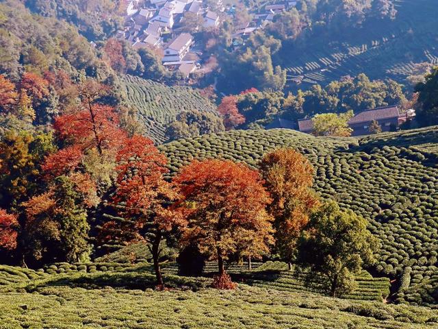 晚潮｜琅珰十里行，满目秋光尽染黄