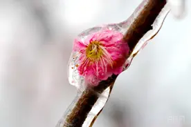 发现春之美｜梅花冰雪迎春 游人踏香来图片