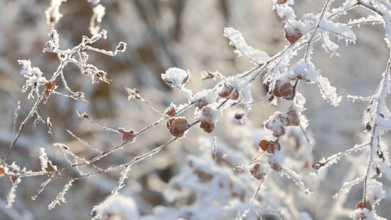 黑龙江抚远：雪绘东极胜景 琼枝凝霜如画
