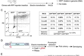 5个月可获得异种移植供体猪！阜外医院宋江平团队与中国农业大学吴森/杜旭光团队联合开发“一站式基因编辑技术”图片