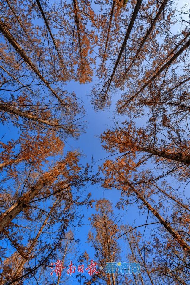 一年四季 泉在济南丨济南降温迎清透蓝天 南郊宾馆公园冬日景致美如画