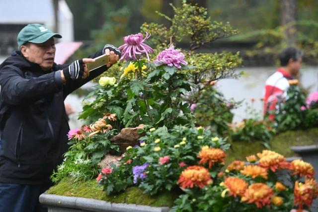 中山秋韵，菊映盛世！南京中山植物园2025金秋菊展清雅启幕