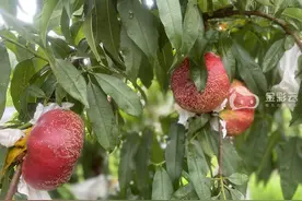 香甜油蟠桃 甜蜜满枝头图片