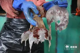 热闻|有人一上午就打捞四五千斤！浙江一发电厂遭遇“海蜇危机”，网友：为什么不吃？图片