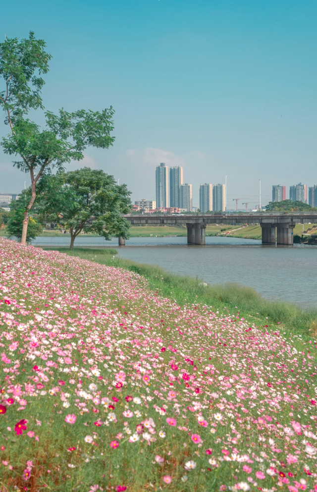 在坪山赴一场“海”的约会