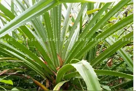 具有地域特色！玉林这道美食收获不少粉丝图片