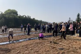 四川兴文：“粮药间种”种出苗乡“万元田”图片