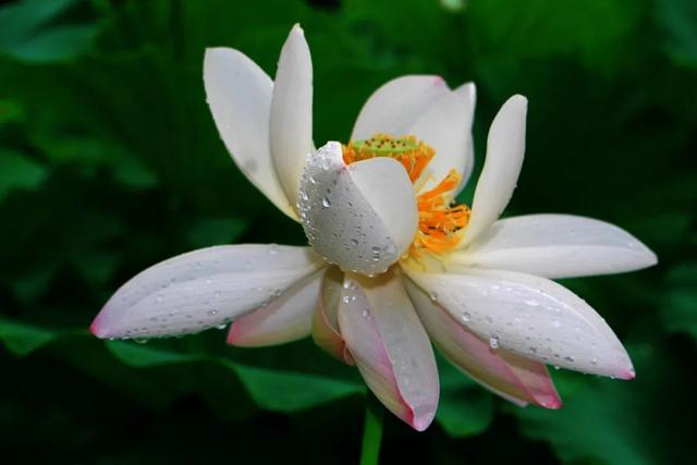 “荷”尔蒙爆表，这夏可好了！