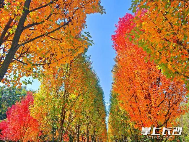 湖南农大枫叶进入最佳观赏期，错过等一年