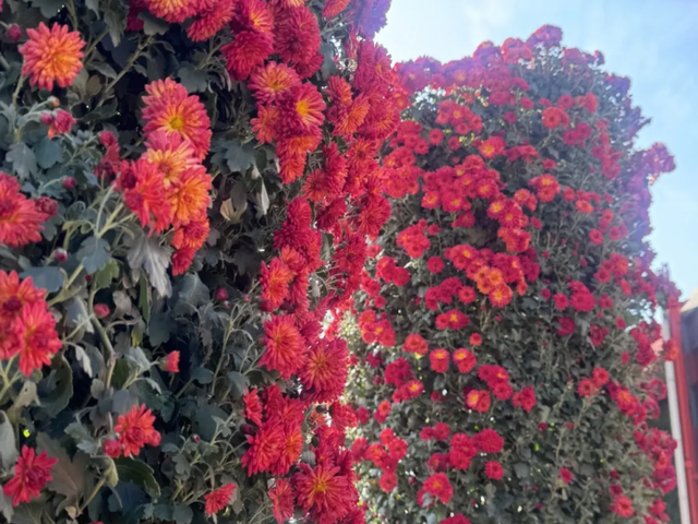 明日开启！池州人等了一年！