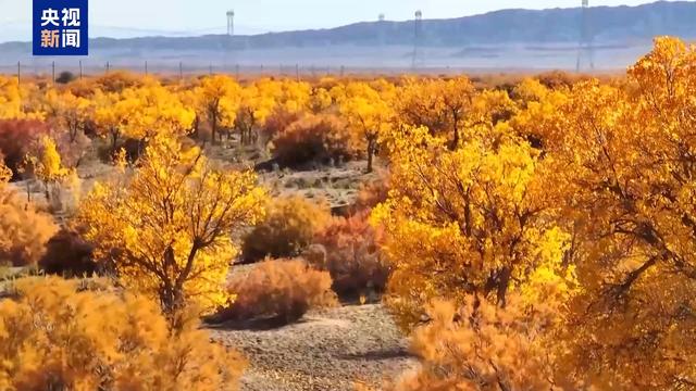 北方多地最美秋色已“上线” 一起感受浓浓秋韵