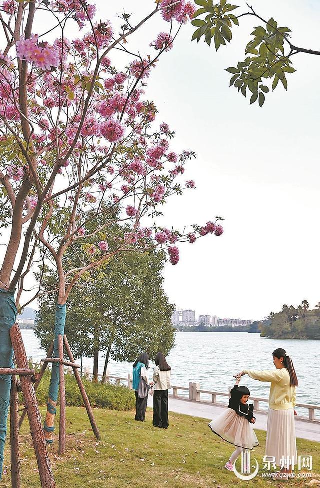 紫花风铃木盛开 解锁冬日浪漫