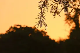 枫叶节要来啦！你还在比剪刀手吗？这份拍照姿势赶紧收藏图片