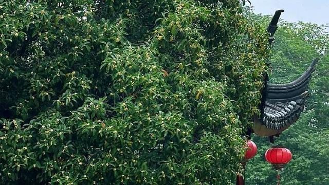 秦淮花事 | 秋日限定！在秦淮，与一场桂花雨不期而遇→