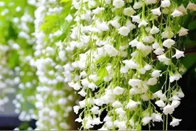 刘学光‖垂丝茉莉花开图片
