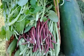 种菜如养娃，杭州妈妈四年坚持，收获满满幸福图片