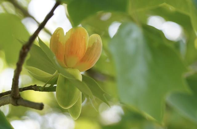 国家植物园暮春繁花正盛！金奖花坛惊艳亮相