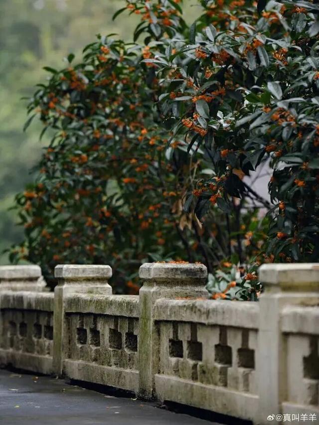 不用再等待！本周末就可以赏桂花了