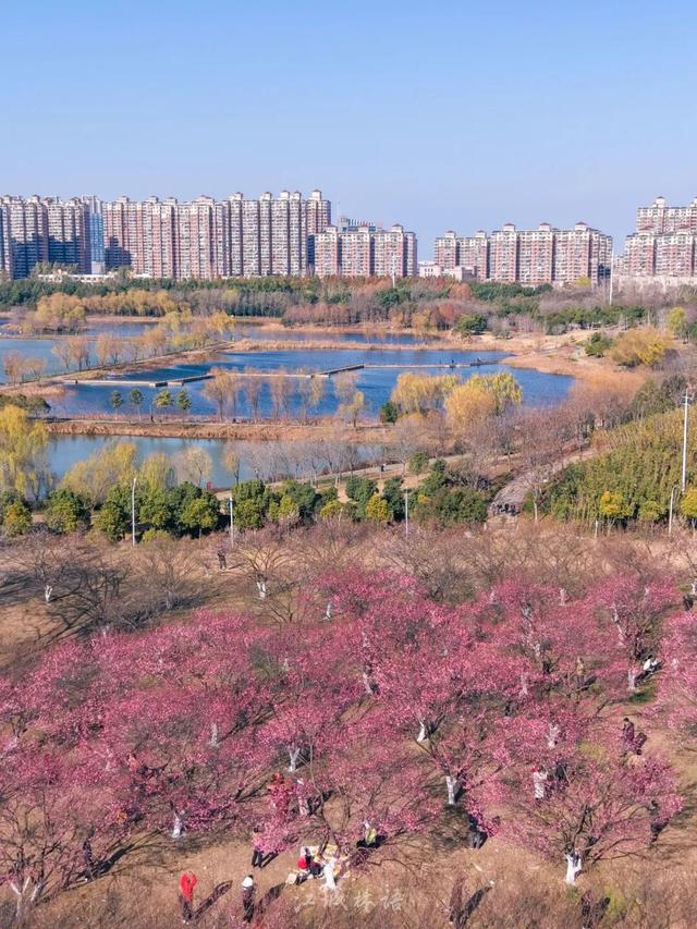 粉色花海免费赏！武汉“梅花坡”提前一个月绽放