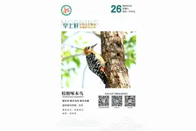 科普丨【记录天空精灵 传递护鸟之声】棕腹啄木鸟图片