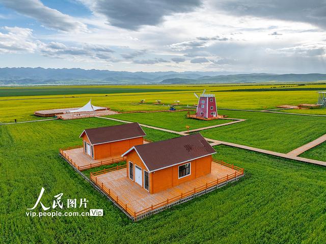 青海门源：油菜花开